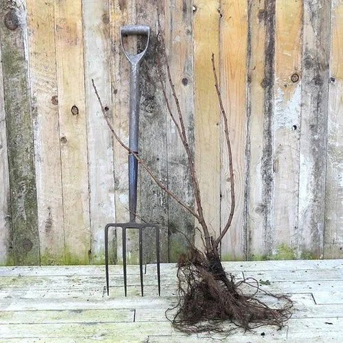 Bareroot Ben Sarek Blackcurrant plant