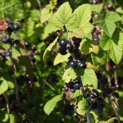 Ben Sarek Blackcurrants on the bush
