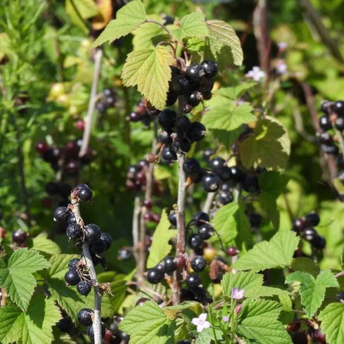 Ben Sarek Blackcurrants on the bush