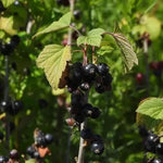 Ben Sarek Blackcurrants on the bush