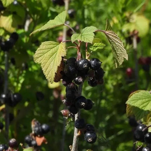 Ben Sarek Blackcurrants on the bush