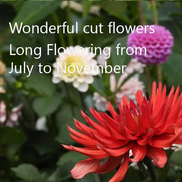 Dahlia Bergers Record scarlet semi-cactus flowers for summer cutting