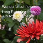 Dahlia Bergers Record scarlet semi-cactus flowers for summer cutting