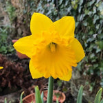 Close up of Bestseller Daffodil Flowerhead