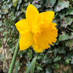Bestseller Yellow Daffodil Flowers