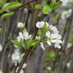 Beth Pear Tree Flowers in Spring
