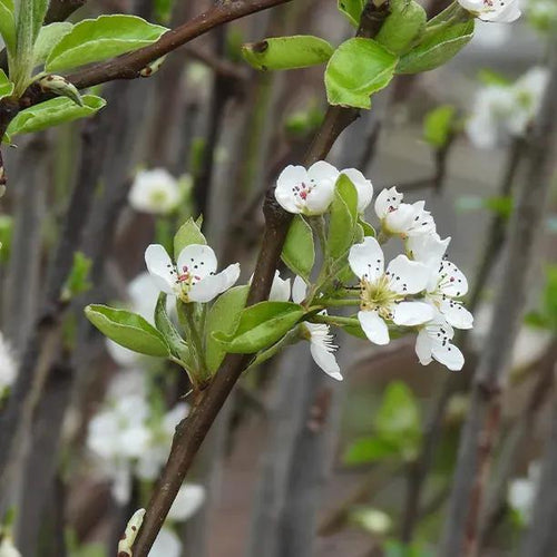 Beth Pear Tree Flowers in Spring