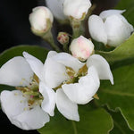Beth Pear Tree Flowers in Spring