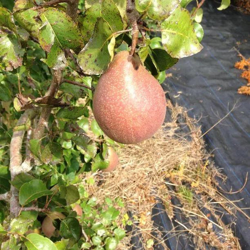 Beth Pear on the tree