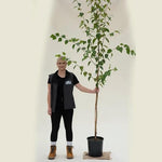 Trinity College Birch Tree in 12 Litre Pot