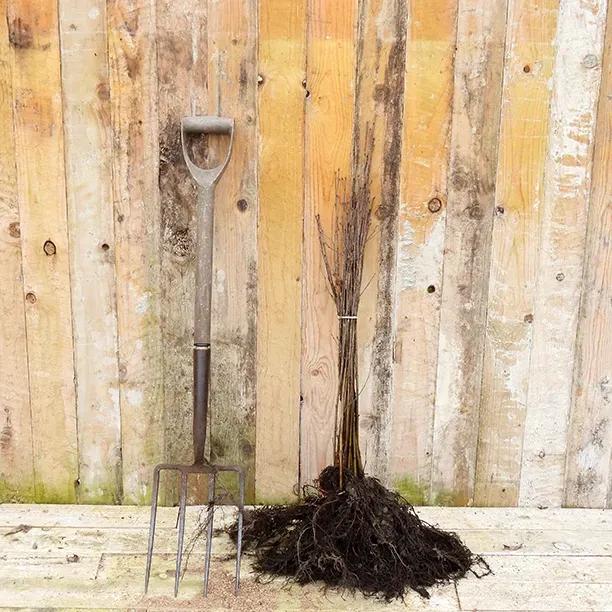 Bareroot Betula Pendula Birch Sapling 60-80cm tall