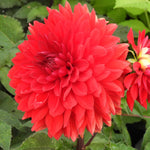 Big Red Dahlia (Garden Wonder) Flower