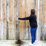 Bareroot Bigarreau Napoleon Cherry Maiden Tree