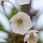 Bigarreau Napoleon Cherry Flowers