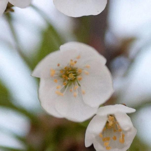 Bigarreau Napoleon Cherry Flowers
