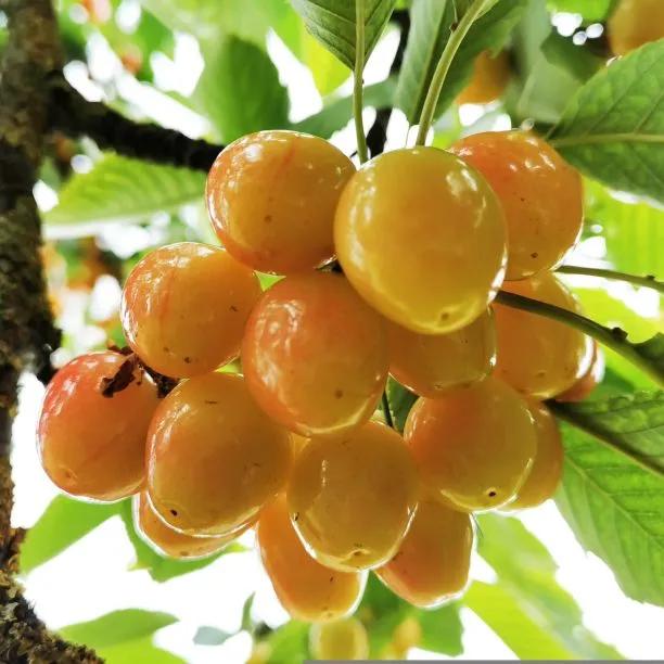 Bigarreau Napoleon Yellow Cherries on the tree