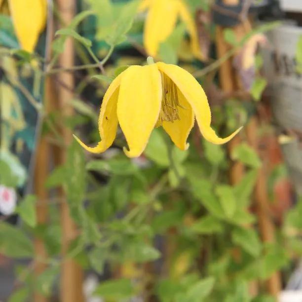 Bill Mackenzie Clematis Flowers