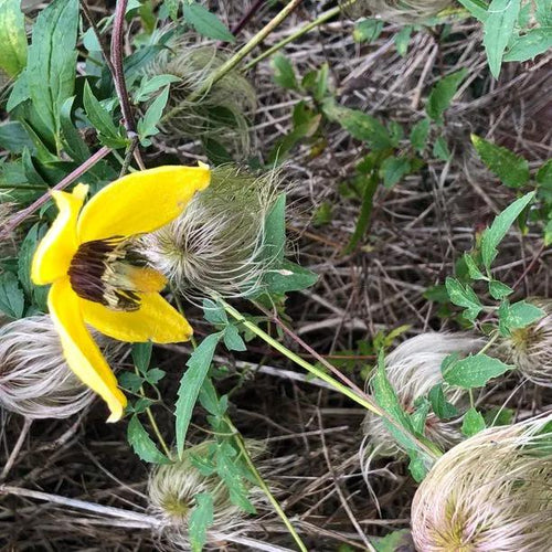 Bill Mackenzie Clematis Flowers