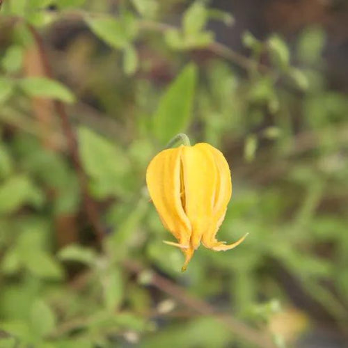 Bill Mackenzie Clematis Flowers