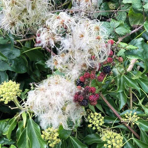 Bill Mackenzie Clematis Seeds