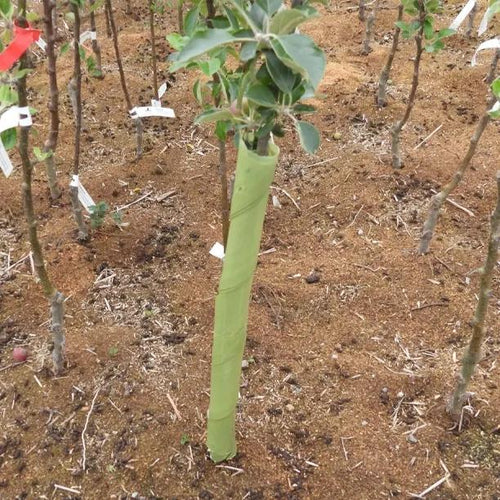 Biodegradable Spiral Guard for hedging and sapling trees