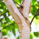 Paper Bark Birch Bark