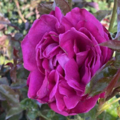 Birthday Boy Hybrid Tea Rose Flowers