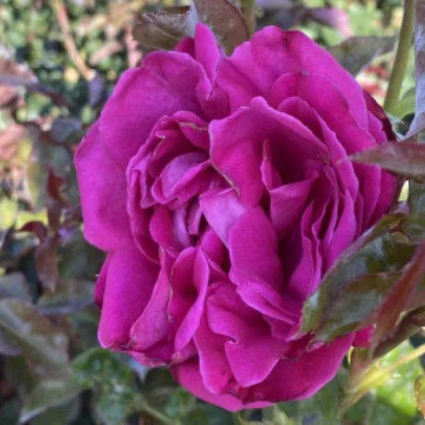 Birthday Boy Hybrid Tea Rose Flowers