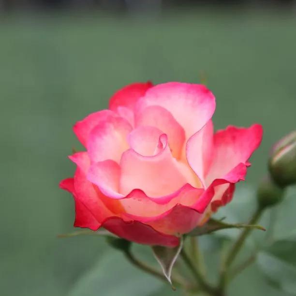 Birthday Girl Floribunda Rose Flowers