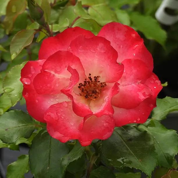 Birthday Girl Floribunda Rose Flowers