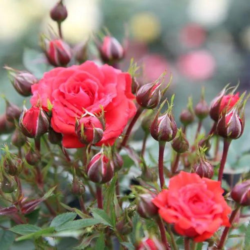 Birthday Wishes Patio Rose Flowers