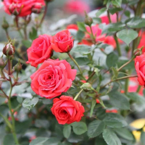 Birthday Wishes Patio Rose Flowers
