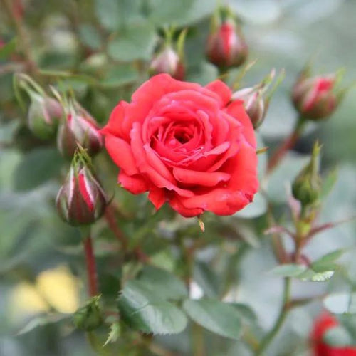 Birthday Wishes Patio Rose Flowers