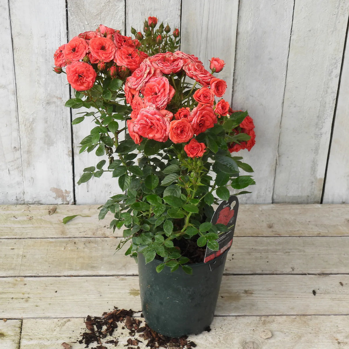 Potted rose gift with red flowers on a wooden surface and light wooden panel background