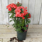 Potted rose gift with red flowers on a wooden surface and light wooden panel background