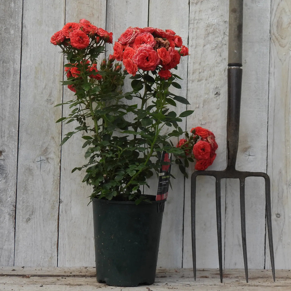 Potted rose (Birthday wishes) with red flowers next to a garden fork against a wooden background