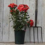 Potted rose (Birthday wishes) with red flowers next to a garden fork against a wooden background