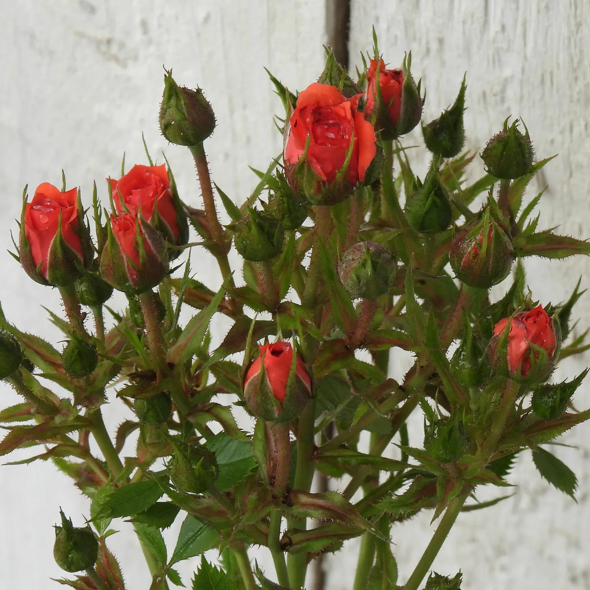 Birthday Wishes Rose Buds