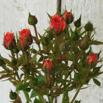 Birthday Wishes Rose Buds