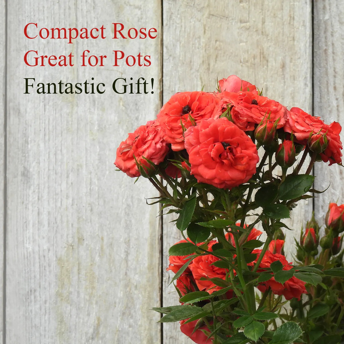 Fantastic Rose Gift- Birthday Wishes