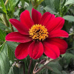 Bishop of Auckland Dahlia Flowers