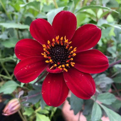 Bishop of Auckland Dahlia Flowers