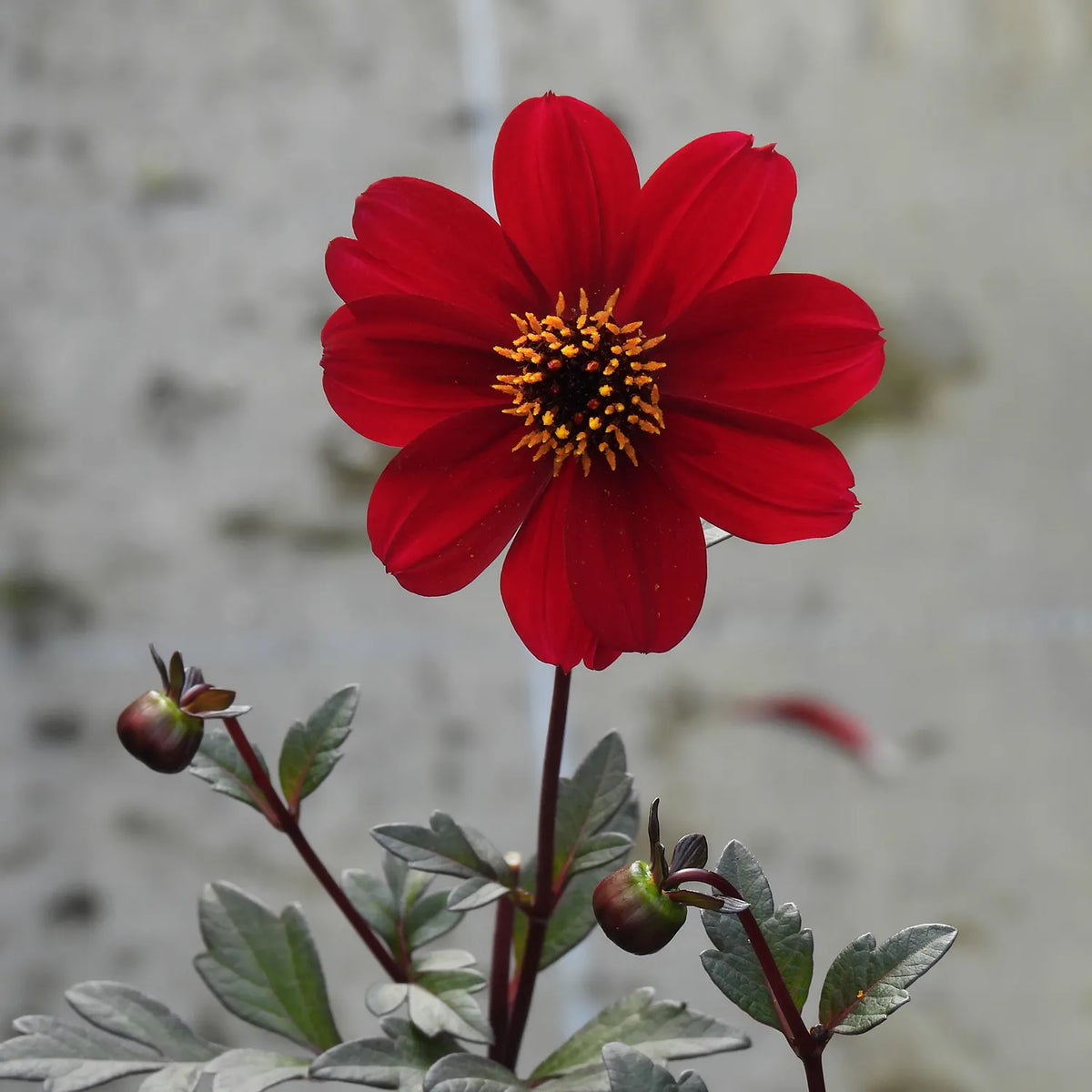 Single red dahlia flower with a blurred background