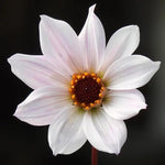 Bishop of Leicester Dahlia Flowers
