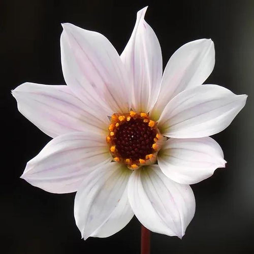 Bishop of Leicester Dahlia Flowers