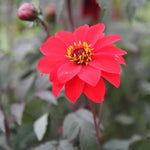 Bishop of Llandaff Dahlia Flowers