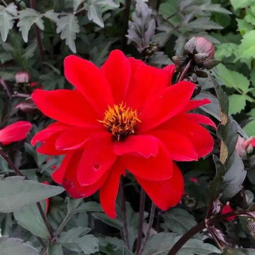 Dahlia Bishop of Llandaff Flowers