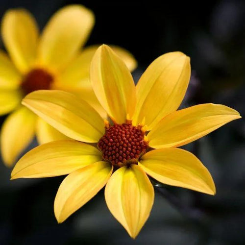 Bishop of York Dahlia Flowers
