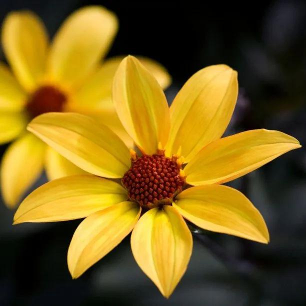 Bishop of York Dahlia Flowers