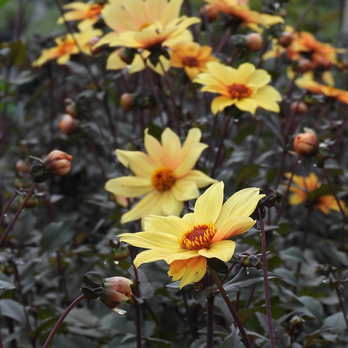 Yellow dahlia flowers with orange centers blooming among dark green leaves in a garden setting.